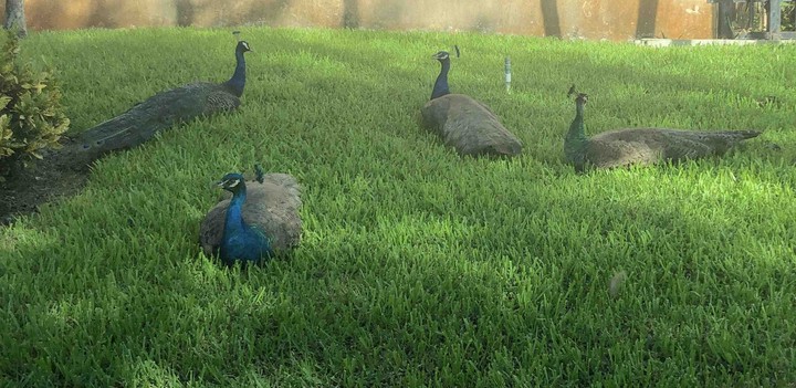 Field of Peacocks