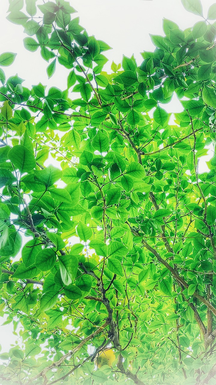 Yey green