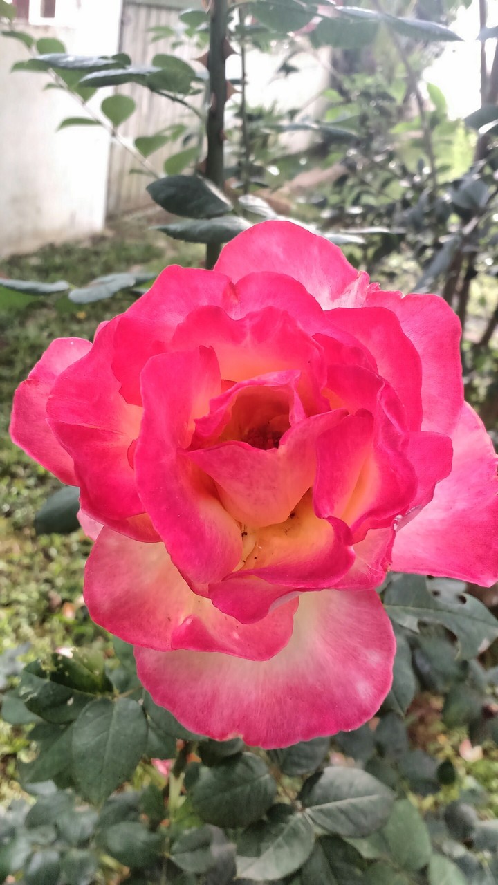 rosa
