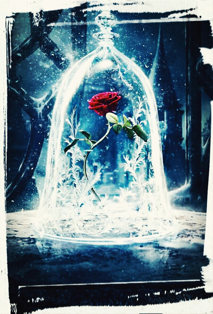 rosa