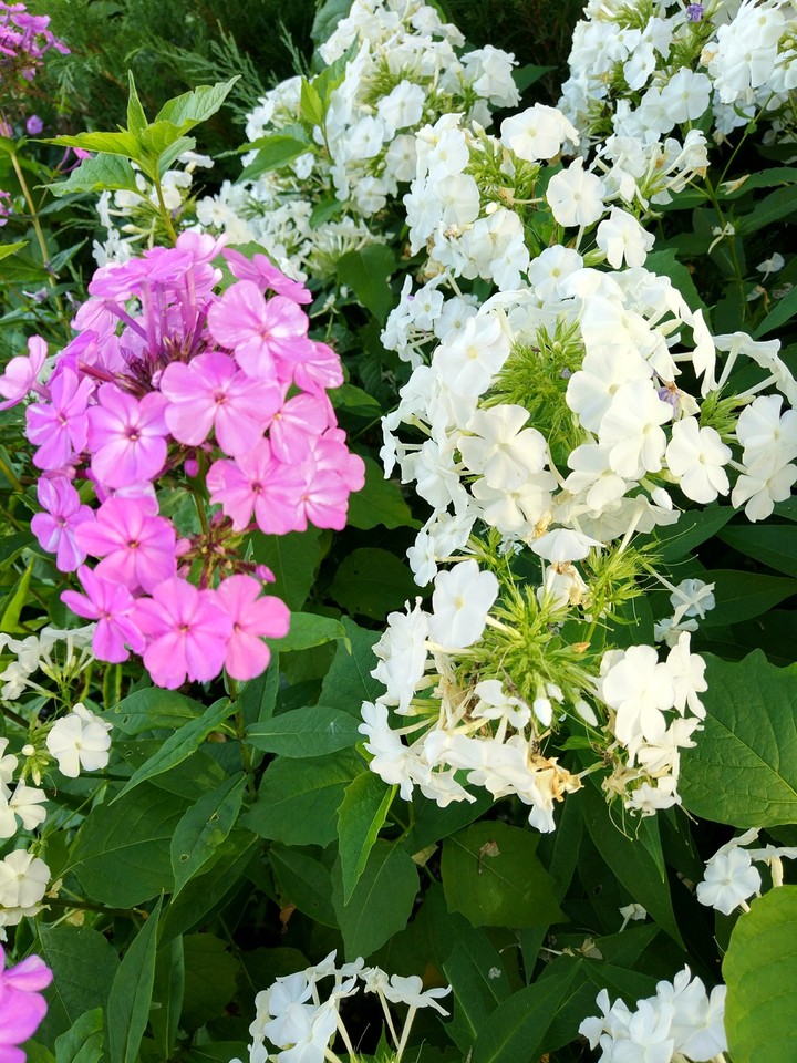 цветы