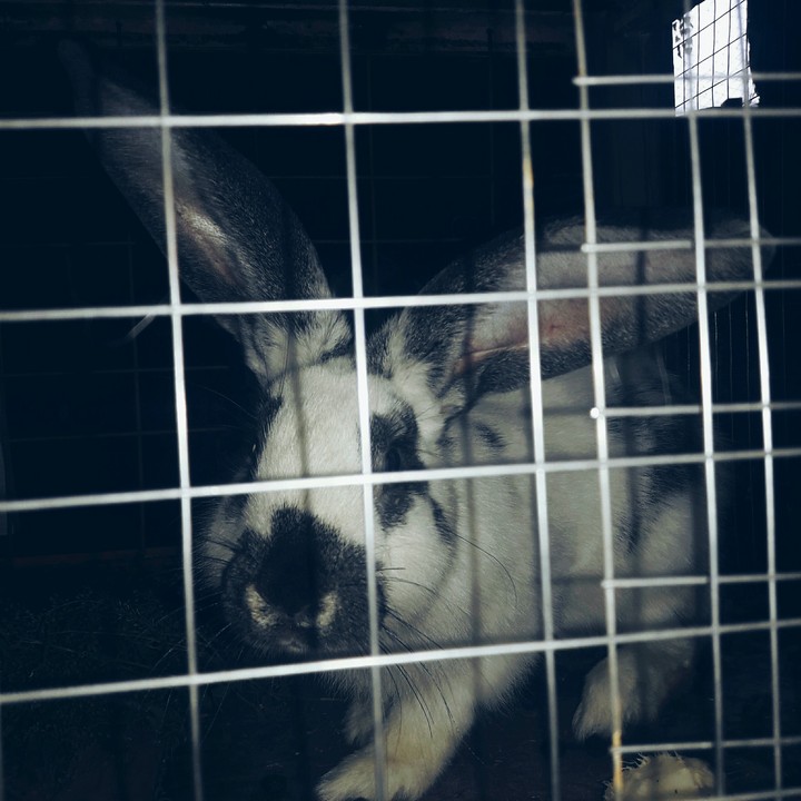 hare