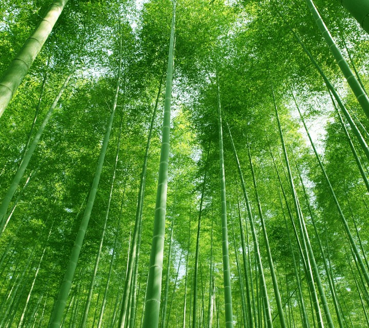 bamboo