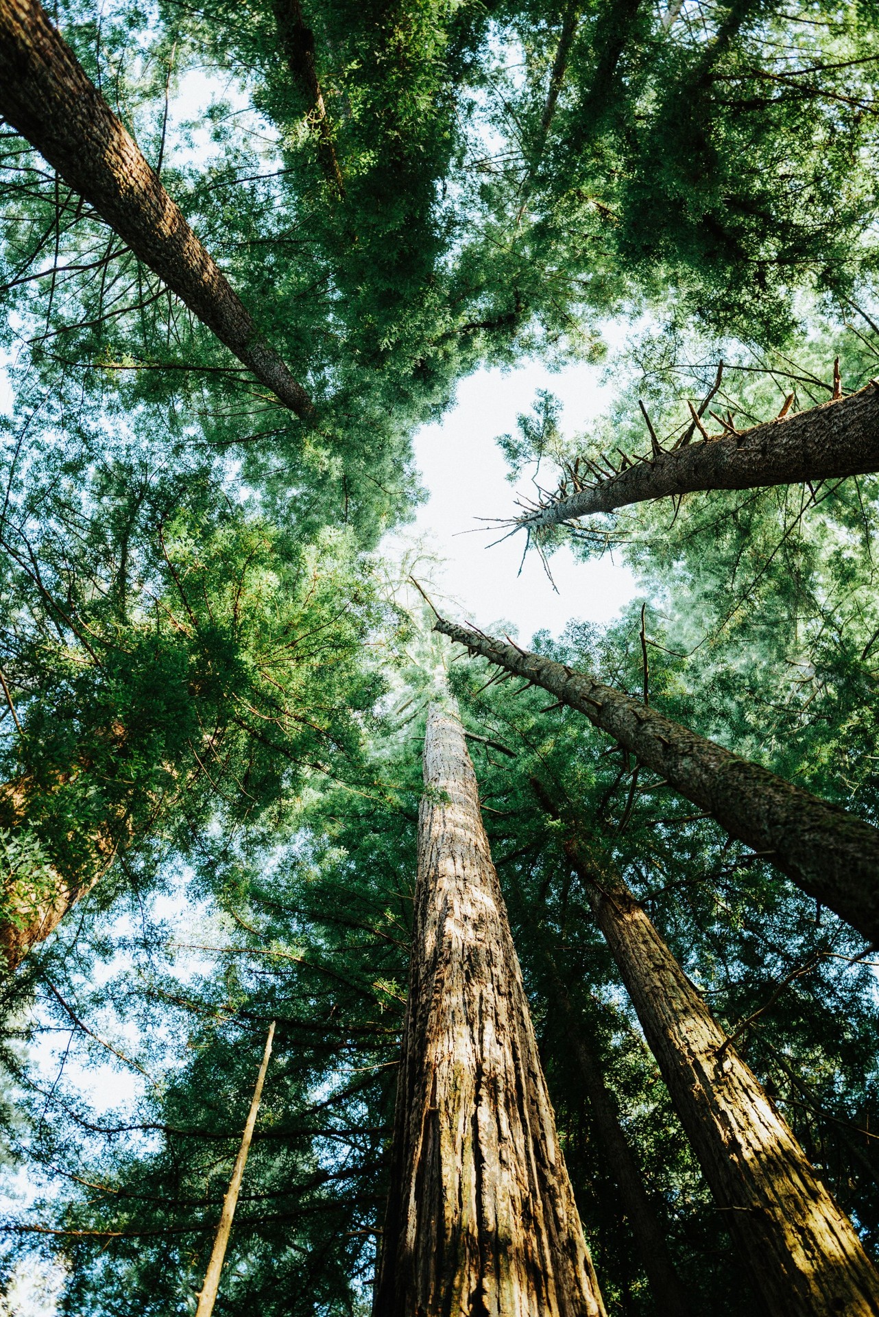 wood, trunk duvar kağıtları