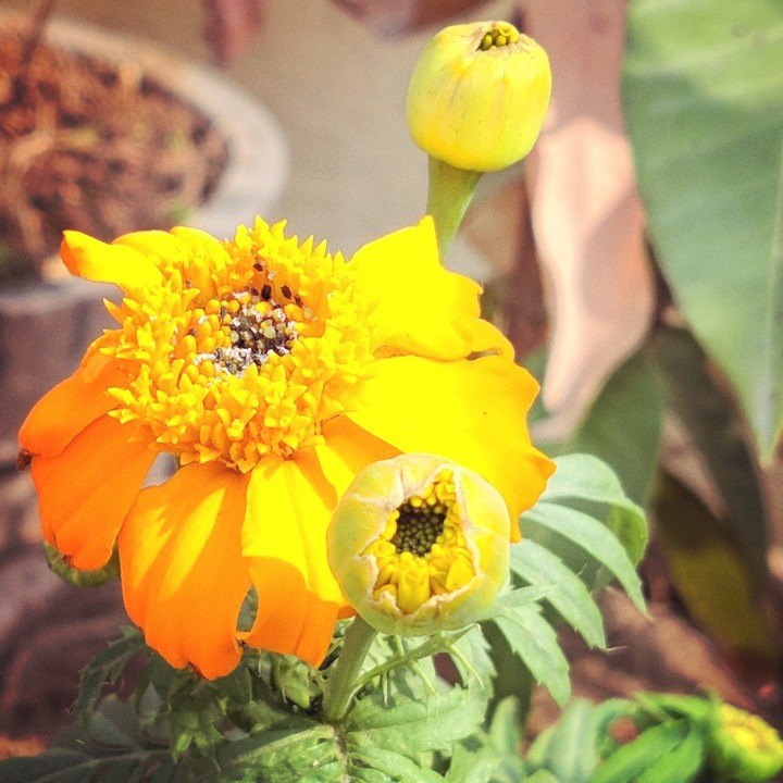yellow flower
