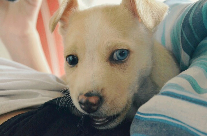 puppy