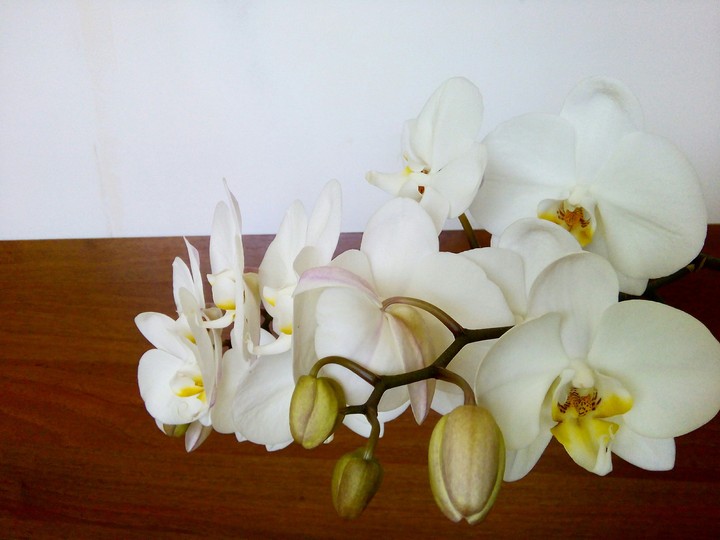 Orchid