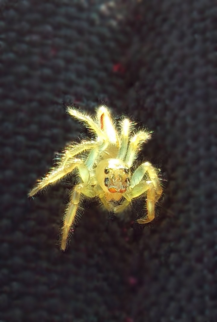 spider