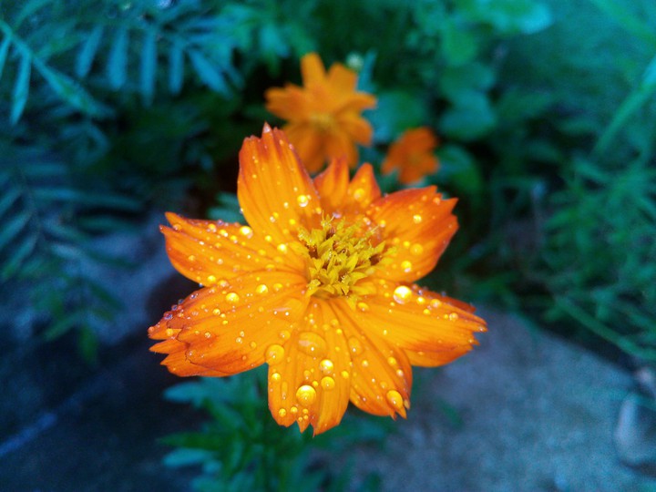 star flower