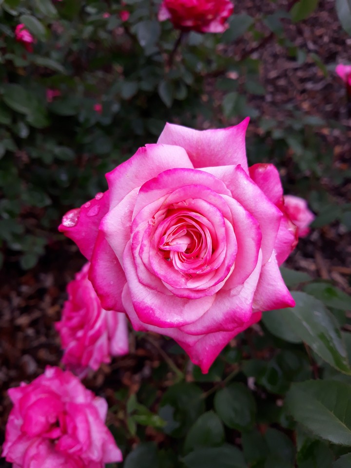 Rose