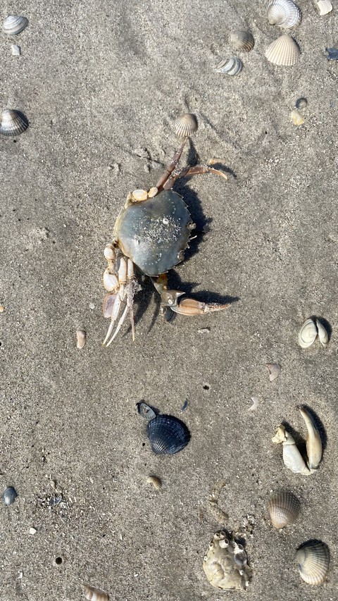 fondos de pantalla soil, Crustacean