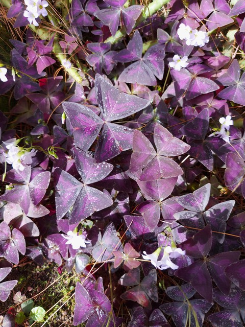 Plant purple