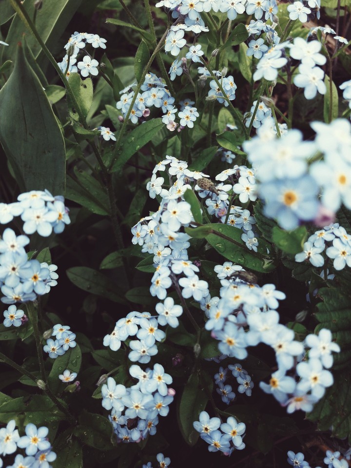 forget-me-not