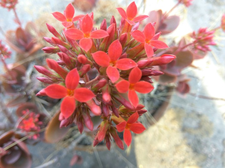 red flower 2