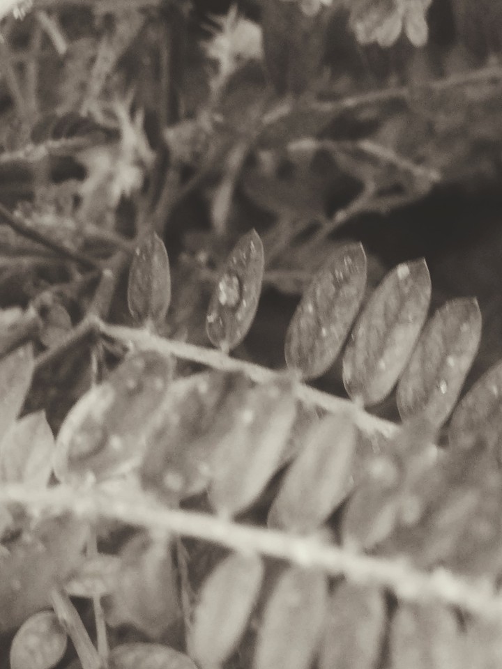 nature