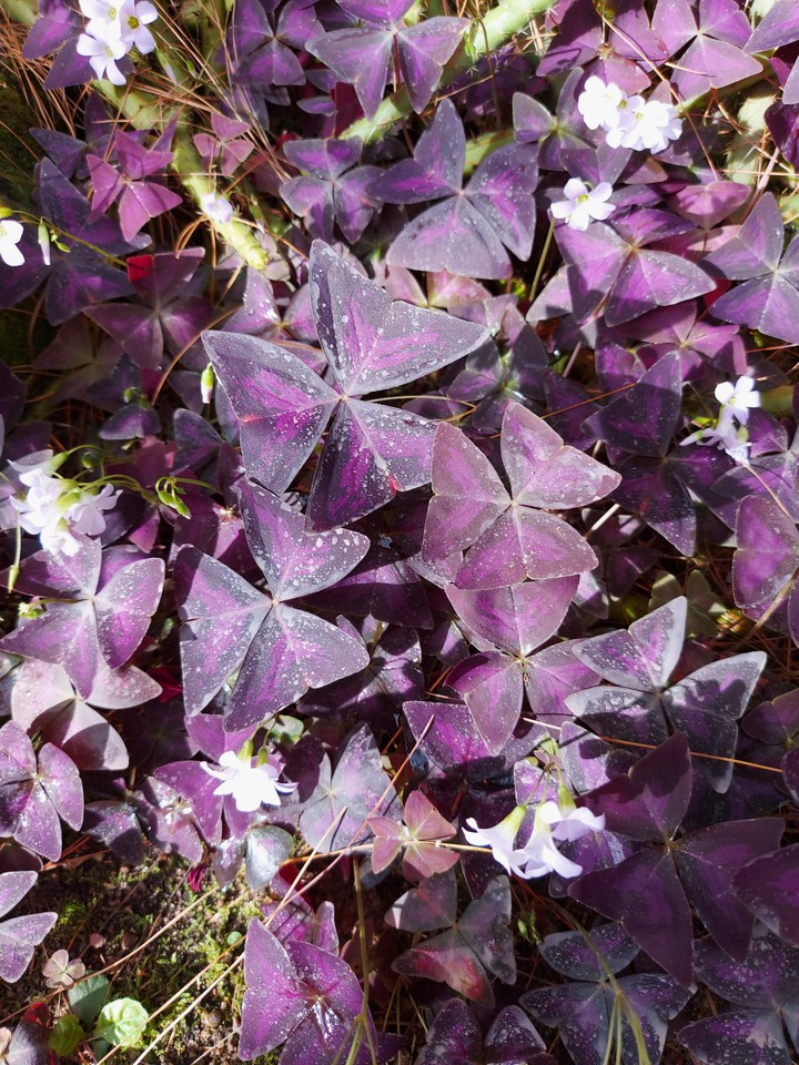 Plant purple