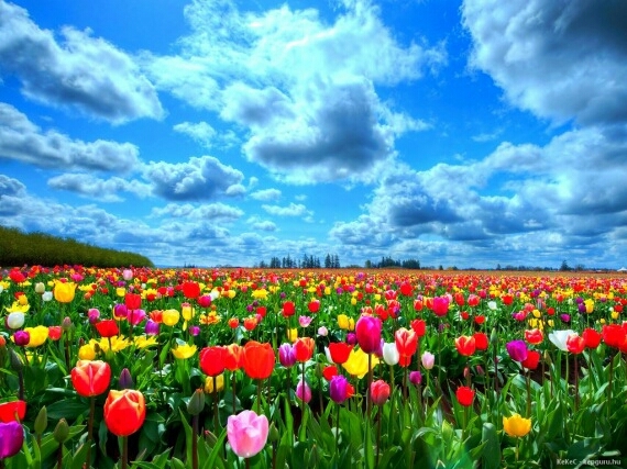 flowers