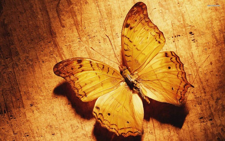 Butterfly