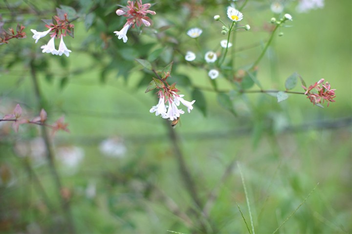 Pinwheel