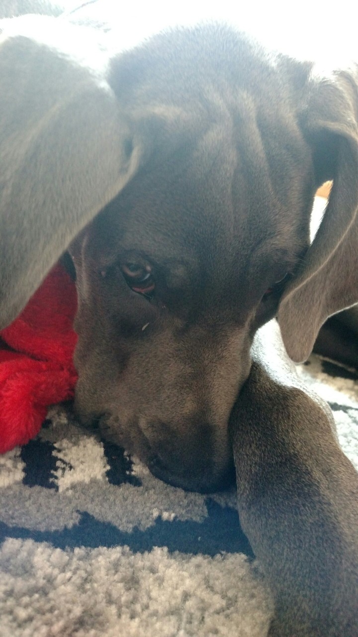 puppy
