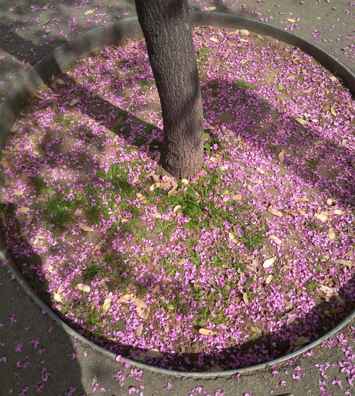 Pink flowers