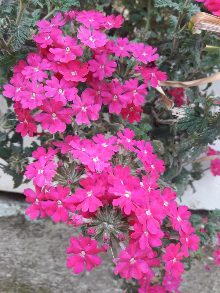 Bahar