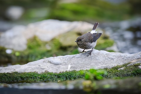 רקעים sparrow, bird