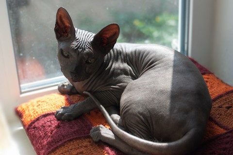sphinx