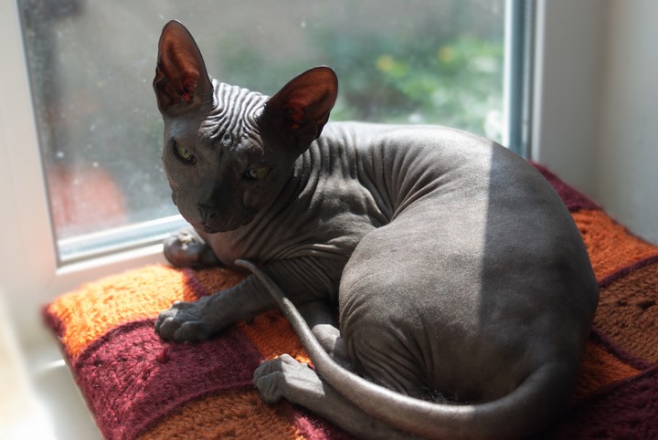 sphinx