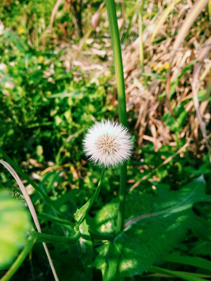 dandelions are fun ❤️