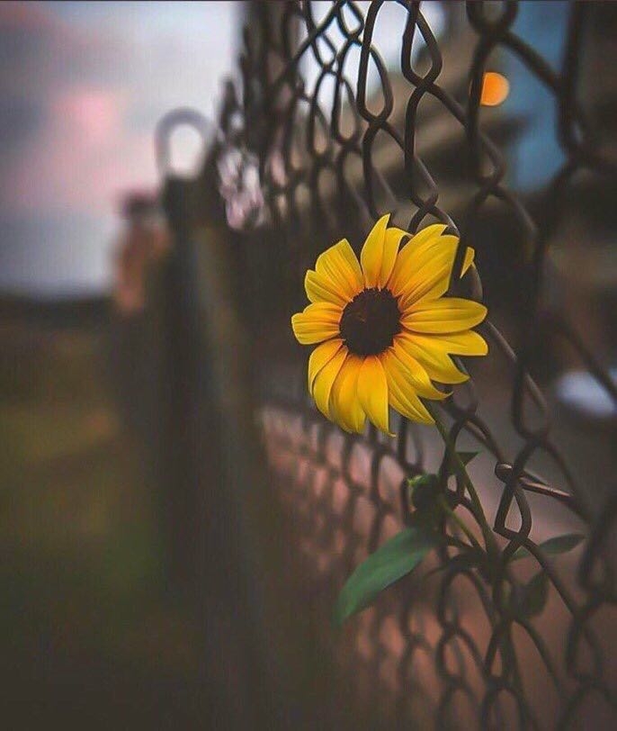 A rose