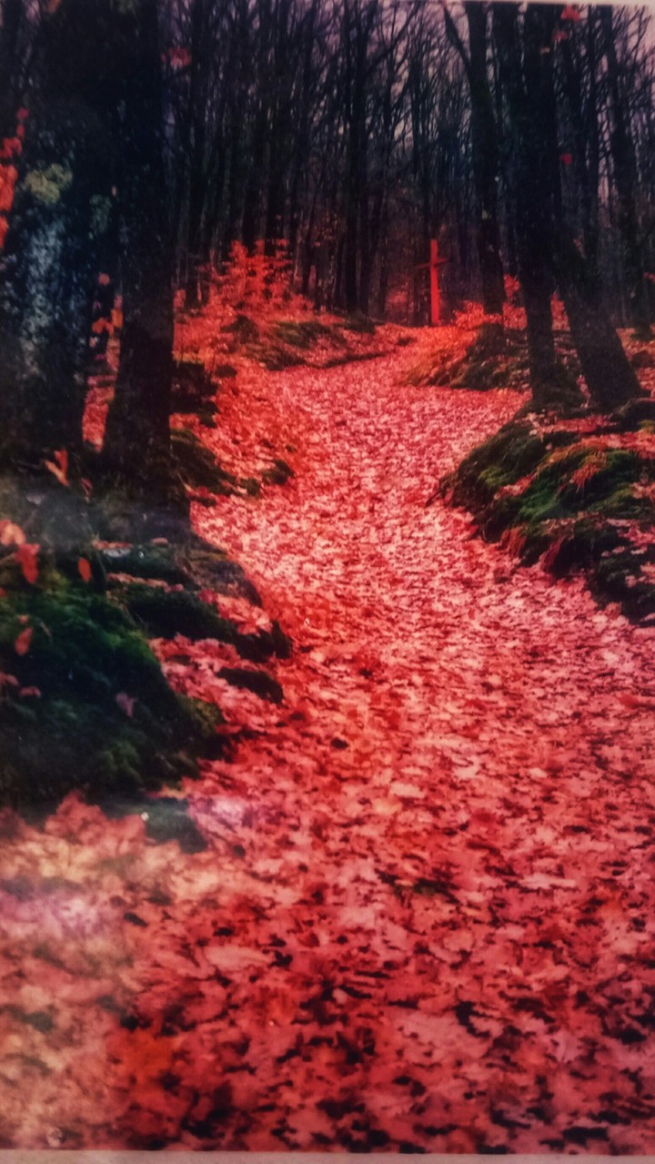 ОСЕНЬ?Red