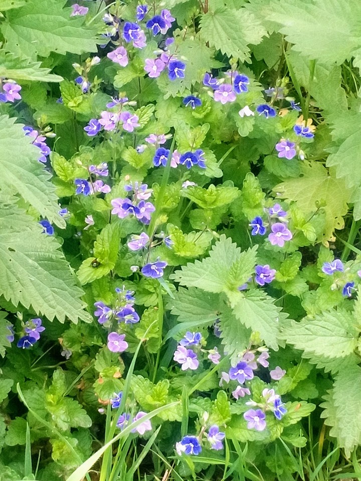 Blume n