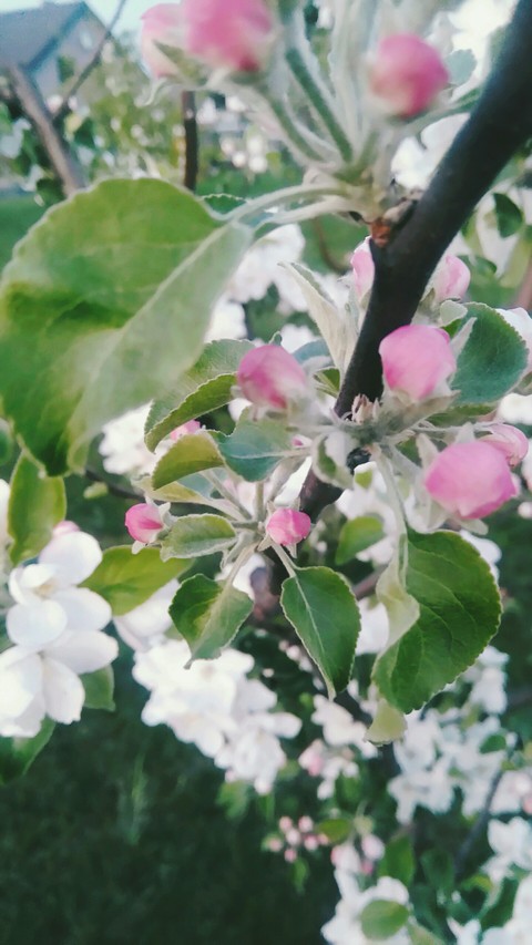 My Garden