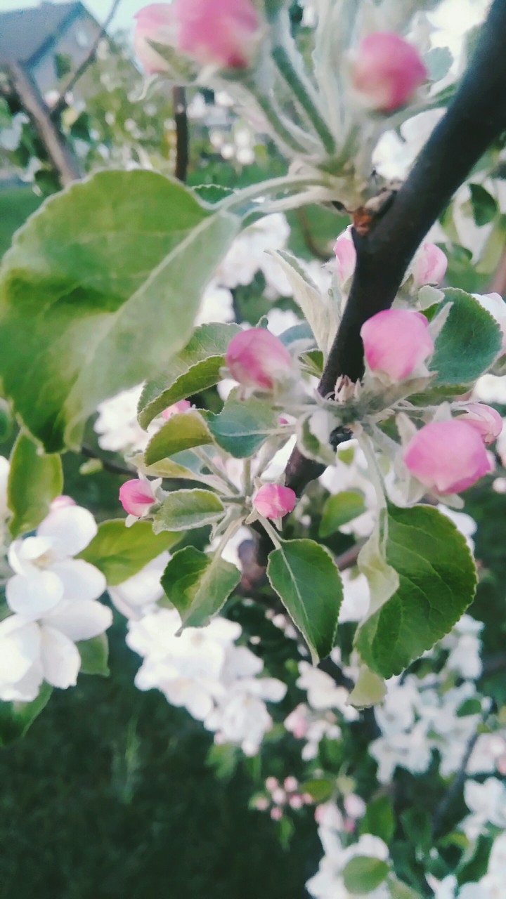 My Garden