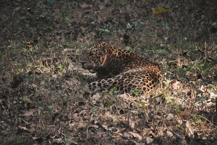 leopard