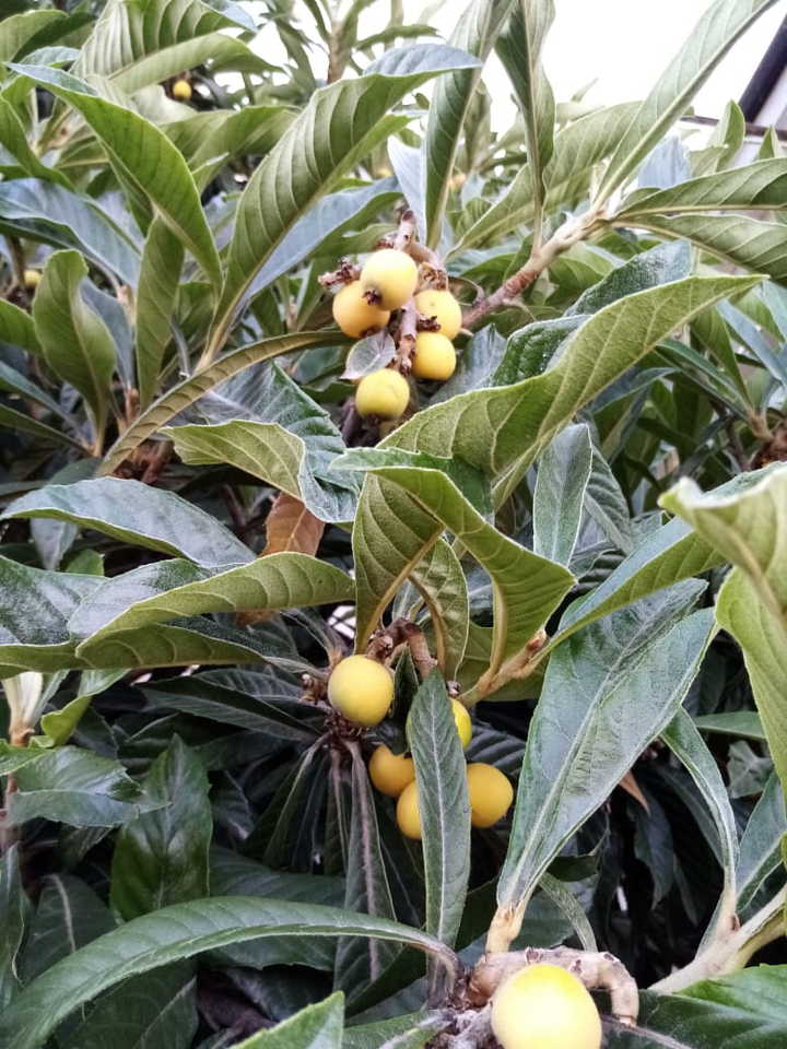 fruit