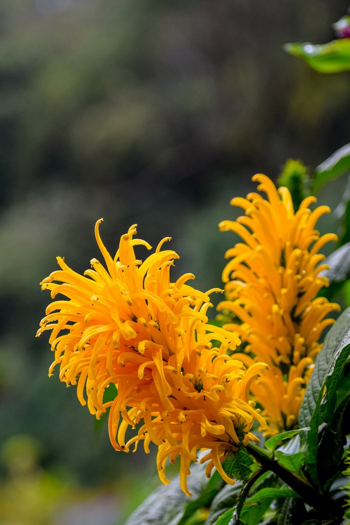 Yellow flowers