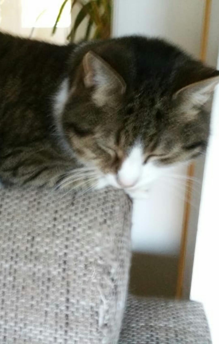 my old cat
