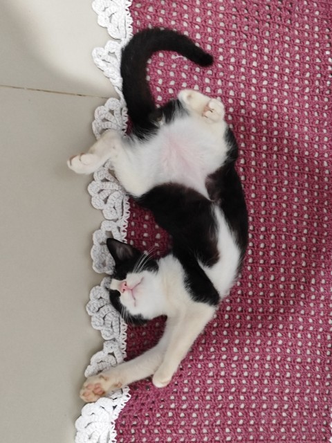 hình nền cat, fur