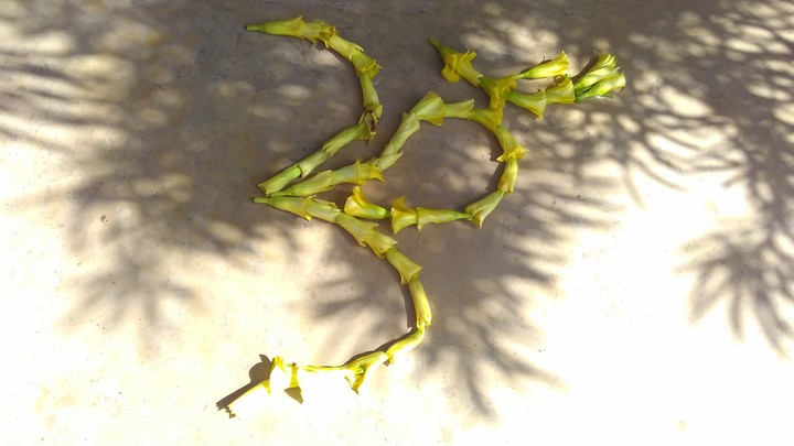 Aum