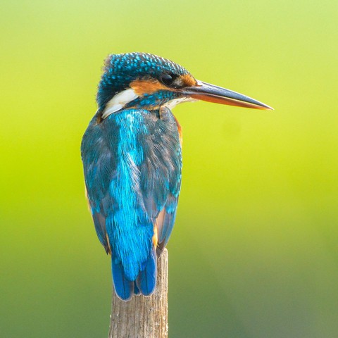 wildlife, beak wallpapers