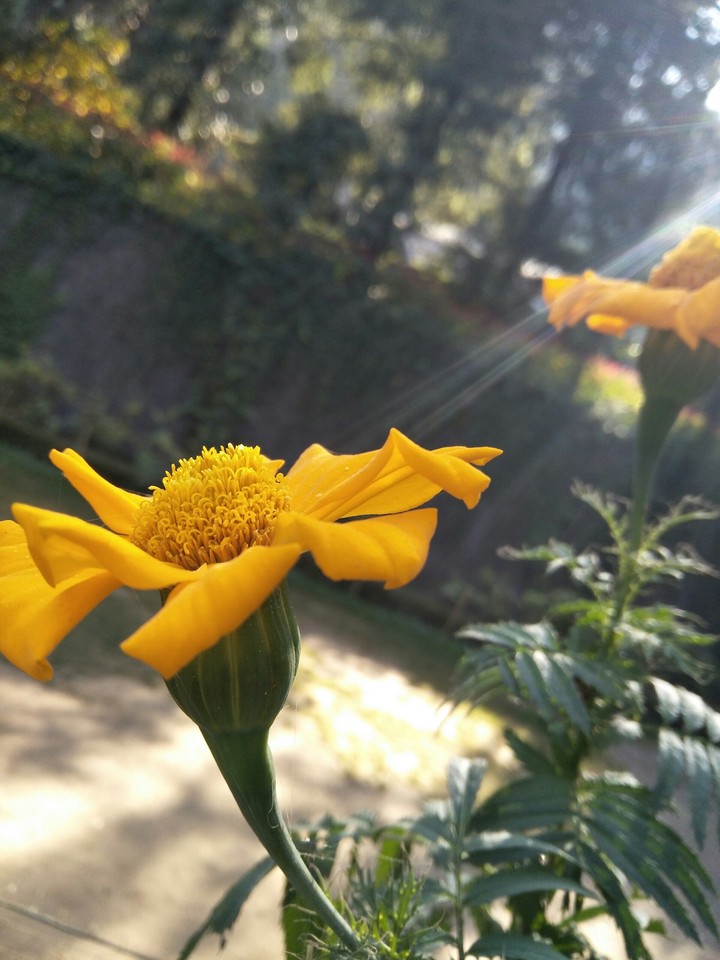 A flower with its own originality