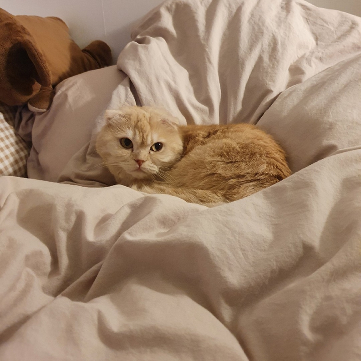 고양이