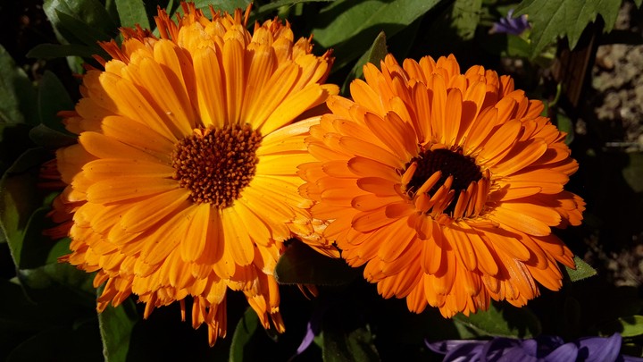 flowers