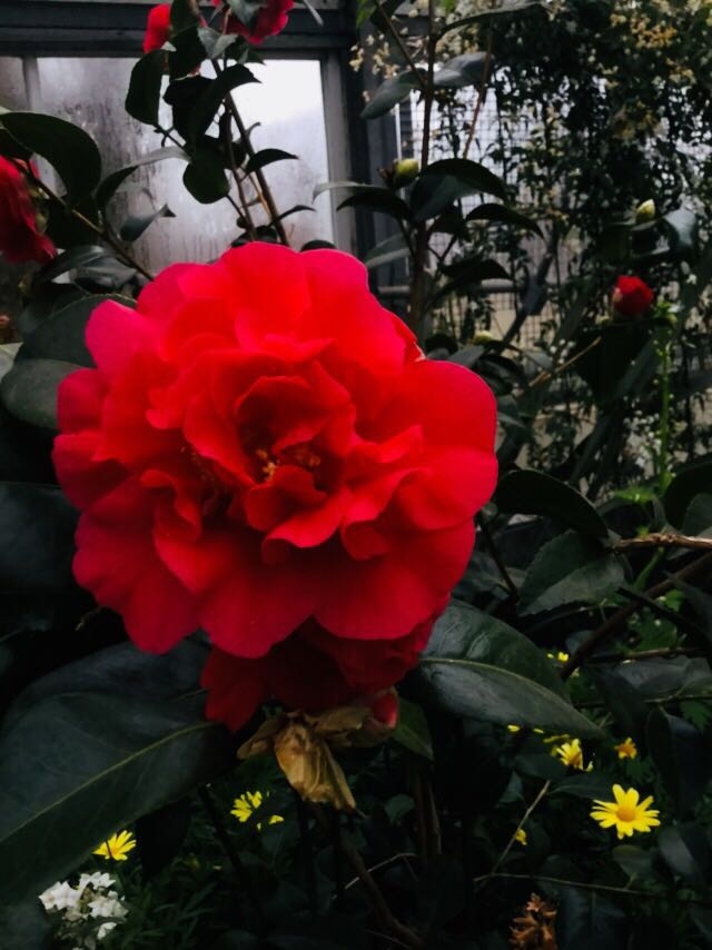 Allen Gardens Red Rose