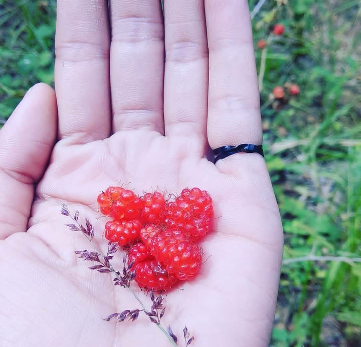 WILD berries