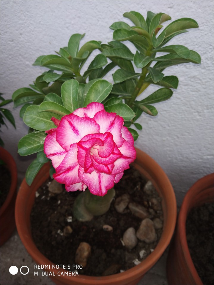 Adenium