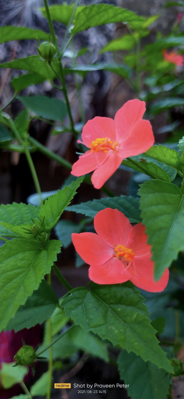 plant