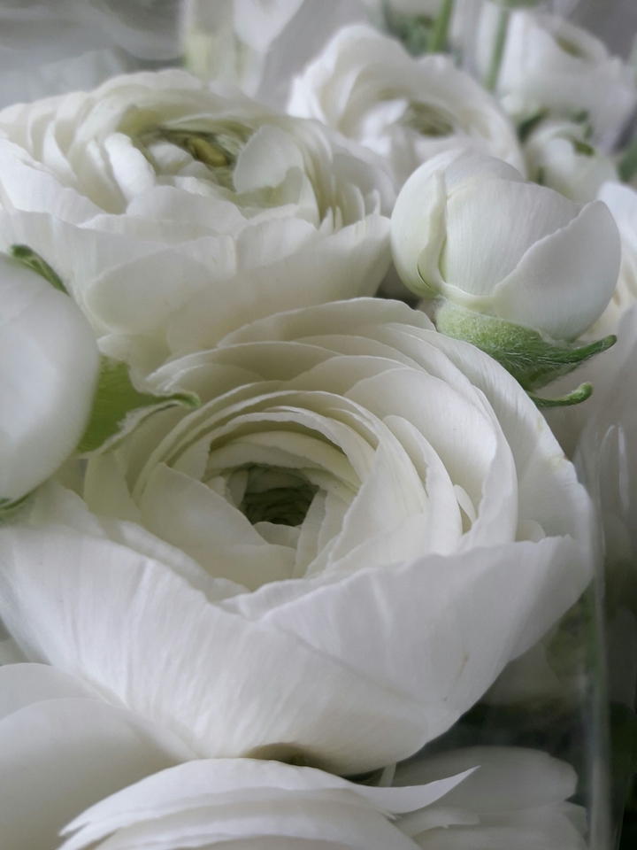 White Flower